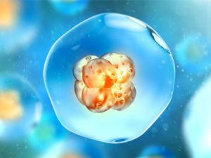 implantation of blastocyst